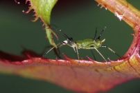 Un puceron du rosier (Homoptre - Aphididae - Macrosiphum rosae)